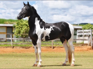 Cavalo pampa de preto